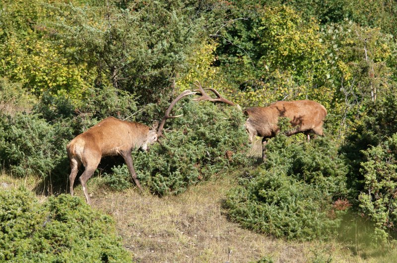 Un''arena molto contesa